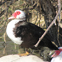 Domestic Muscovy Duck