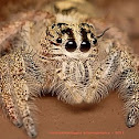 Hyllus (spider)