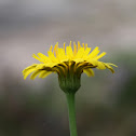 Dandelion,Dente de Leão