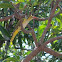 Eurasian golden oriole