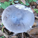 Grisette