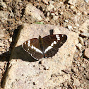 White Admiral