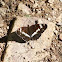 White Admiral