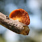 hexagonal-pored polypore