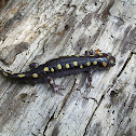 Spotted Salamander