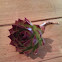 House Leek