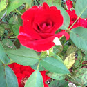 Tea rose