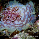 Clumpy Nudibranch
