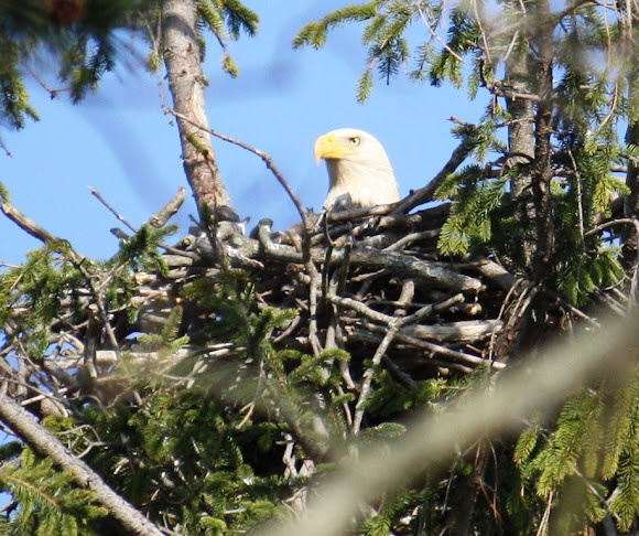 Spotting Image 1
