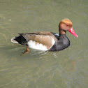 Red-crested Pochard