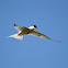 Common Tern