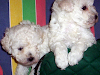 Caniche Toy Blanco