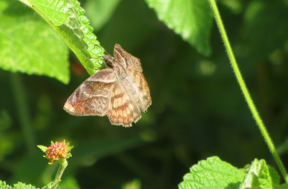 Spotting Image 1