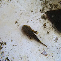 Buffalo sculpin