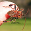 Western Conifer Seed Bug