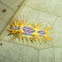 Slug moth caterpillar(Limacodidae)