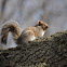 Eastern gray squirrel