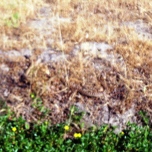 Spotting Image 1