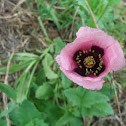 Amapola