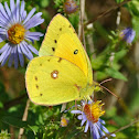 Orange Sulphur