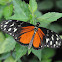 Tiger Longwing