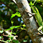 Green Crested Lizard