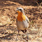 Cape Robin-chat