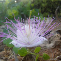 Caper