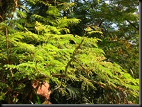 hijau3