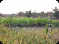Sawah Di Surabaya (5)
