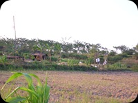 Sawah Di Surabaya (1)