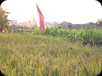 Sawah Di Surabaya (4)