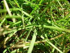Natural 4628