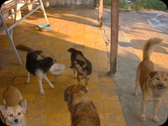 My Dogs 01