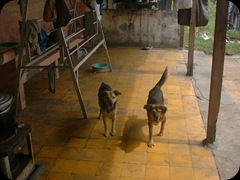 My Dogs 03