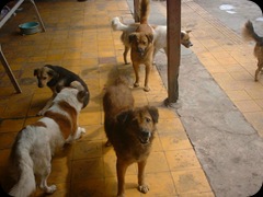 My Dogs 05