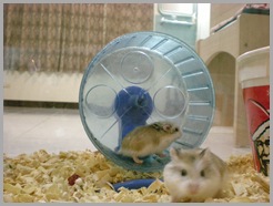 Hamster Roborovsky Picture (5)