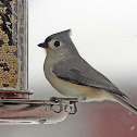 Tufted Titmouse
