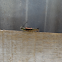 Tussock Moth Caterpillar