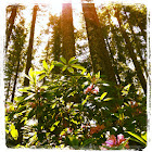 Pacific Rhododendron