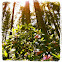 Pacific Rhododendron