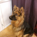 Pastor alemán (ES) German Shepherd (EN)