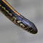 Plains Garter Snake