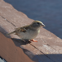 House Sparrow