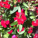 Dianthus