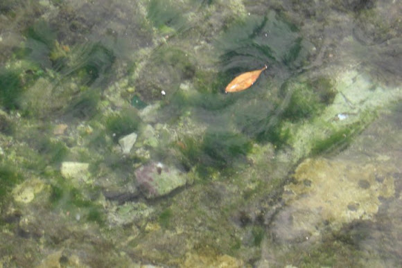 Spotting Image 1