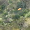 leaf over green algae