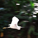 Garza blanca - Snowy Egret