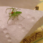 Magnolia Green Jumping Spider