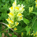 Butter-and-Eggs